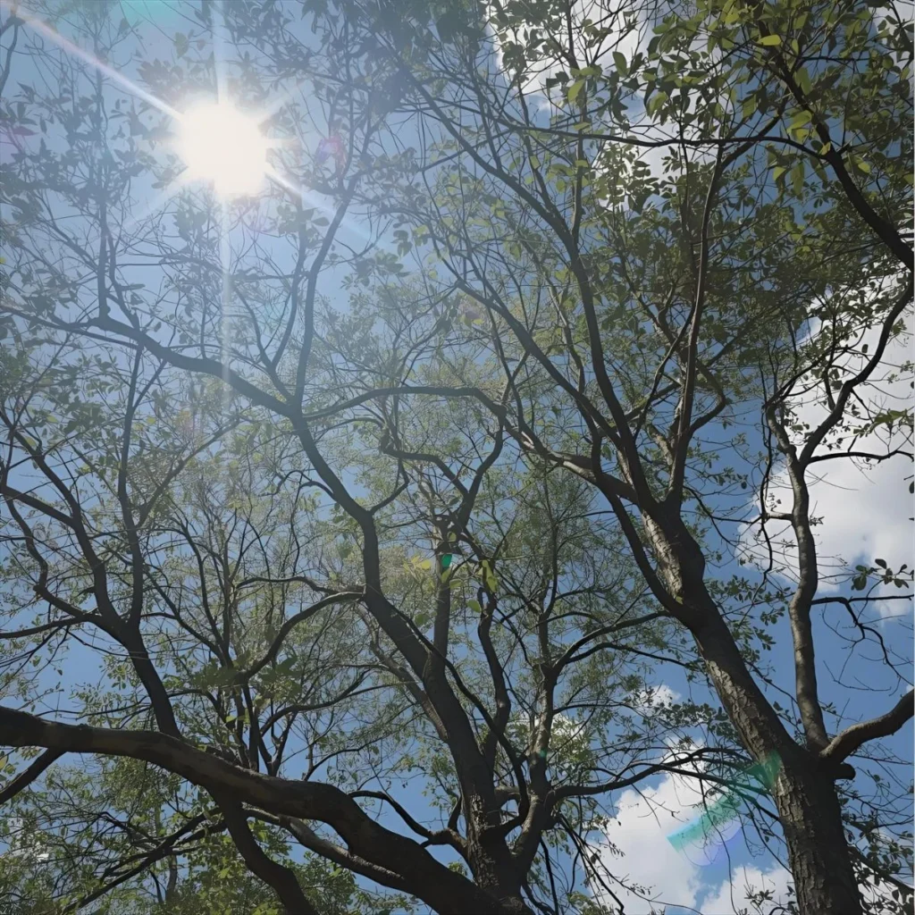 Bright Sunlight Wordplay That Lights Up Your Mood