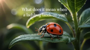 What Does It Mean When a Ladybug Lands on You